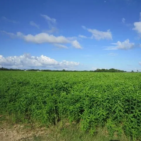 thumbnail for publication: Sunn Hemp—A Promising Cover Crop in Florida